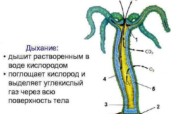 Что вместо гидры